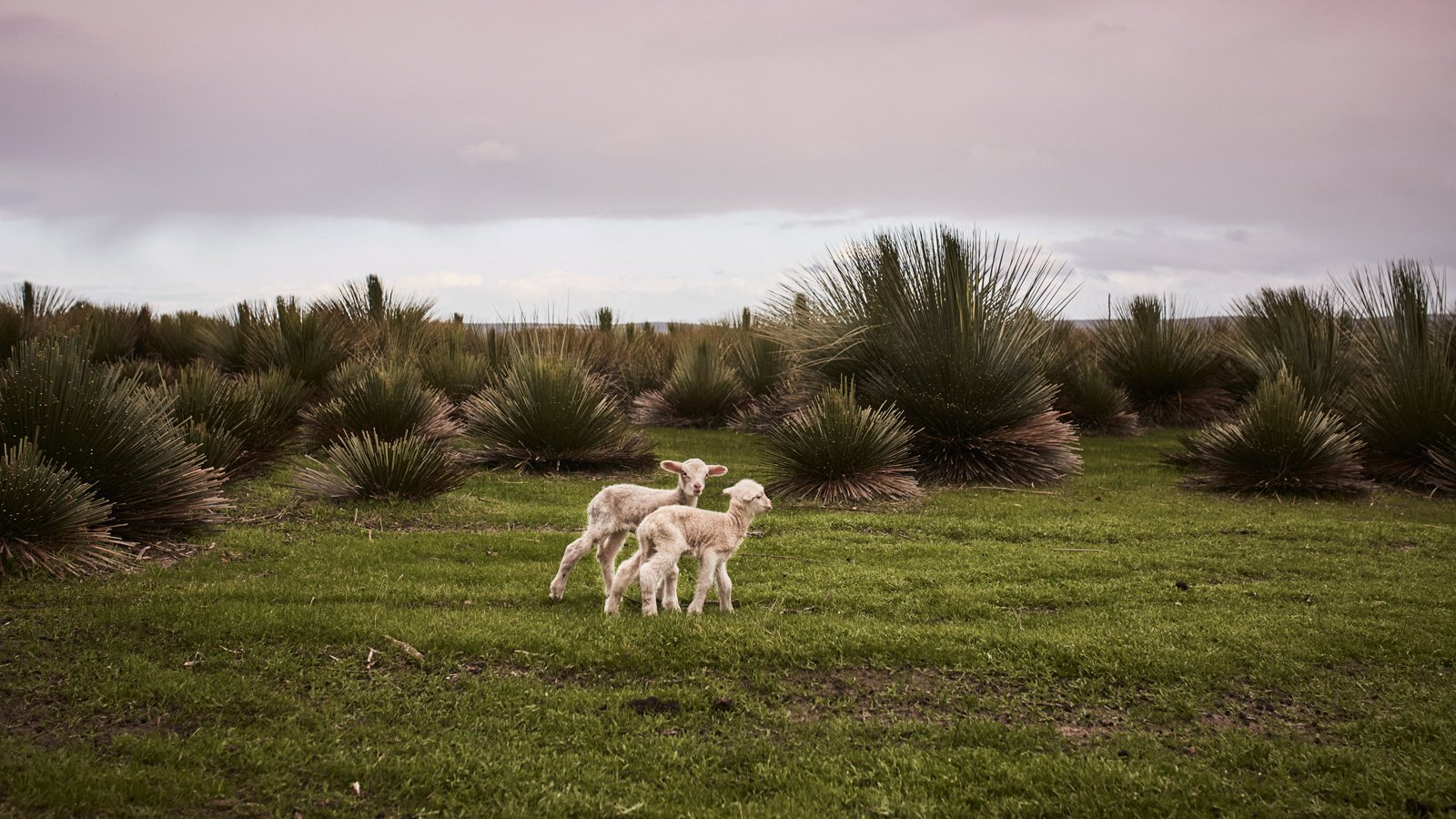 Animal health